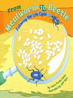 cover image of From Mealworm to Beetle